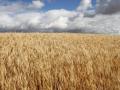 Canada&#039;s total production of principal grains (wheat, durum, oats, barley, corn) is forecast to increase by 4.9 percent to 61.4 million metric tons (mmt) over the previous year on an additional 1.7 mmt of wheat production, according to USDA&#039;s recently released the Canada Grain and Feed Annual report. (DTN file photo by Elaine Shein)