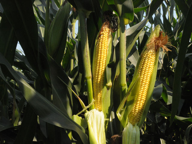 Illinois crops are looking good this year, but it hasn&#039;t run through the combine yet. (DTN file photo by Katie Micik)