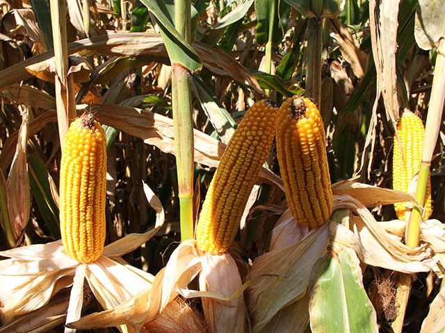 Corn yields dominated the news for much of the season, but regulations could be the story for 2015. (DTN photo by Pamela Smith)