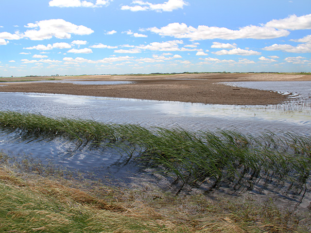 The primary driver of expanded seeded acres is the expected return of acres lost to excessive rains and flooding in 2014 in eastern Saskatchewan/western Manitoba. (DTN photo by Elaine Shein)
