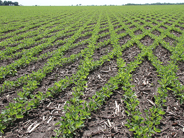 The test pattern in Bob Wieland&#039;s soybean field shows its closing ranks. (DTN photo by Pamela Smith) 