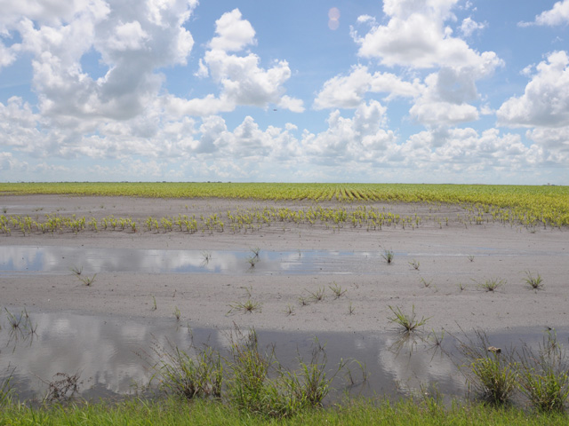 Flooding in a Texas sorghum field in 2015. Weather experts say this year doesn&#039;t quite compare to the 1993 growing season flooding. (DTN file photo by Emily Unglesbee)