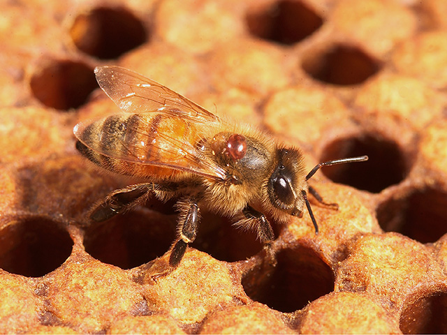 Varroa mite, a small tick like insect, is draining the life from the honeybee industry. (Photo by USDA-ARS/Steve Ausmus)