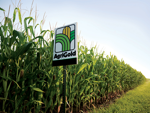 AgriGold will begin selling soybean seed in 2017 for the first time in the brand&#039;s history. (Photo courtesy of AgriGold)