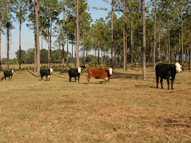 For pastures coming off last year&#039;s severe drought, some management changes will help this spring. (DTN file photo by Becky Mills)