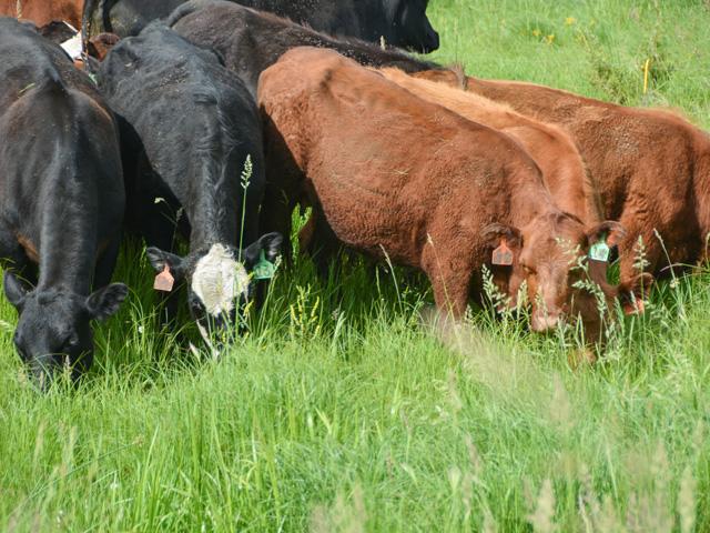 The proper timing of pasture turnout is an important step to ensure adequate forage production for grazing livestock. (DTN Photo by Chris Clayton)