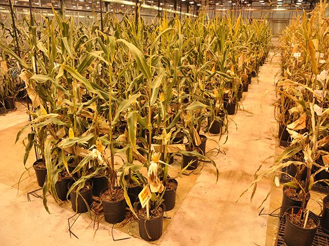 Biotech corn being grown in a private research lab. The three government agencies that oversee biotechnology in crops, livestock and microorganisms have tried to clarify their oversight of biotechnology and look for ways to reduce regulatory overlap. (DTN file photo by Greg Horstmeier)