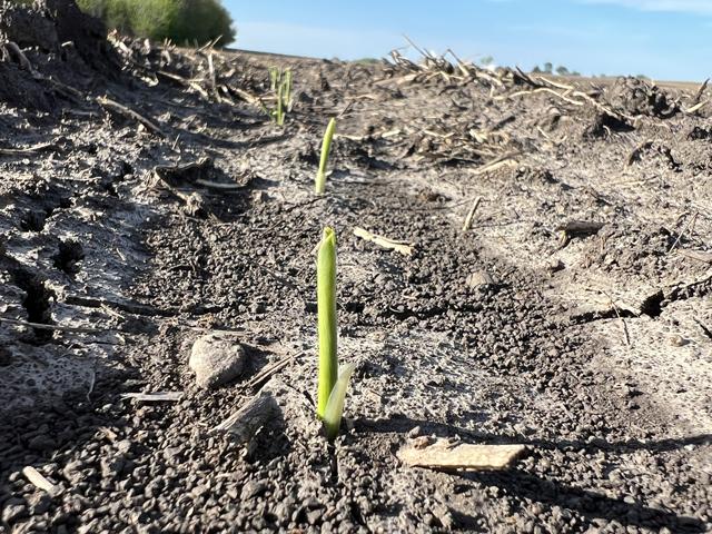 Newly emerged corn near Blue Mound, Illinois, May 1, 2024, is an example of the U.S. corn crop starting out at a slower pace compared with average, and notably slower than key benchmark analog years for El Nino to La Nina transition. (DTN photo by Pamela Smith)