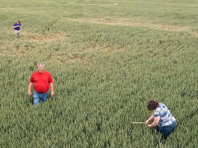 During Day 2 of the 2024 Hard Winter Wheat Tour, scouts continued to find variable crop conditions as they assessed fields along routes from Colby to Wichita, Kansas. (DTN photo by Jason Jenkins)