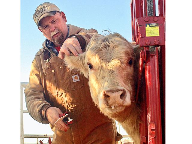 Electronic ID tags will soon be required for certain classes of U.S. cattle moving interstate. (DTN/Progressive Farmer file photo by Jim Patrico)