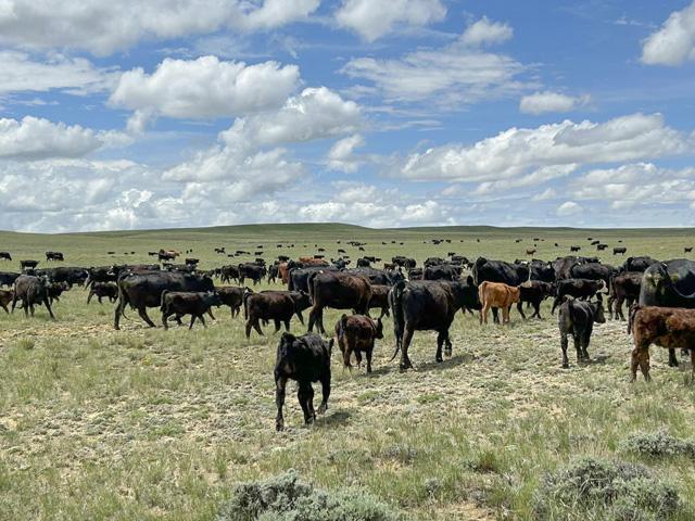 Several management practices are needed to help develop replacement heifers that are economically efficient to someday join the cowherd. (DTN file photo)