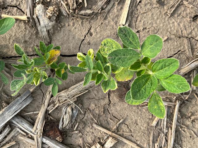 Soybean injury caused by herbicide carryover was more prevalent in 2023 thanks to early season drought conditions, and a similar scenario could play out in 2024. (Photo courtesy of Kevin Bradley, University of Missouri)