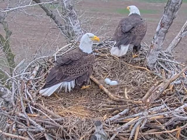 A pair of bald eagles keep a sharp eye out for danger while trading places incubating their two eggs. Dubbed Ellie and Harvey, the two are featured on a live cam set up by YouTube farming personality Farmer Derek. The eggs are expected to hatch later in March. (Screen shot from live cam)