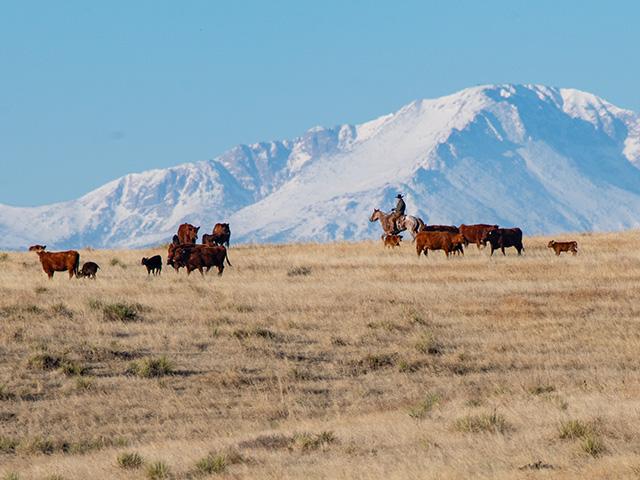 Marketing your feeder cattle this year may take more attention and strategy than originally assumed even though the market remains historically high. There are immediate challenges present that cattlemen will have to navigate. (DTN photo by Joel Reichenberger)