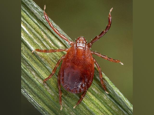 The Asian longhorned tick is the source of Theileria orientalis, a disease causing sickness in cattle. (DTN/Progressive Farmer file photo by James Gathany)