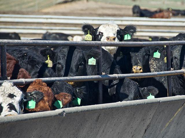It&#039;s hard to believe Friday&#039;s Cattle on Feed report is correct when weekly feeder cattle summaries show sales receipts were significantly lower through the month of January. (DTN file photo by Jennifer Carrico)