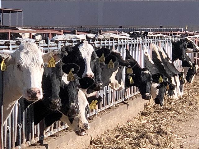 The FDA reported it found fragments of the H5N1 bird flu in pasteurized milk. While the milk is safe and the virus neutralized, it raises questions about how milk from cows infected with the virus ended up in pasteurized milk. USDA currently reports 33 dairy herds in eight states have tested positive for the virus. (DTN file photo by Chris Clayton) 