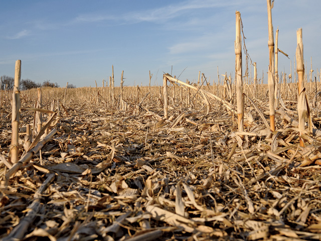 In continuous corn situations, higher plant populations, good crop nutrition, excellent plant health, use of fungicides and the addition of the Bt trait all add to more residue buildup over time. (DTN file photo by Jim Patrico)