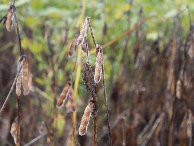 Brazil&#039;s soybean harvest is 9% complete compared to 12% last year at this time. (DTN file photo by Alastair Stewart)