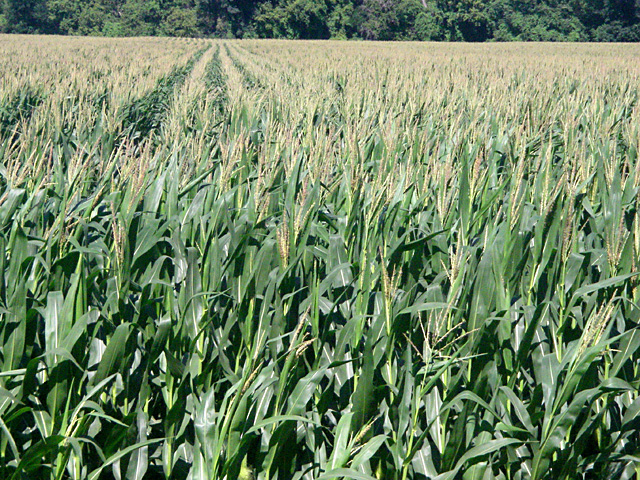 With green corn pollinating, farmers are generally optimistic about the crop. (DTN file photo by Scott R Kemper)