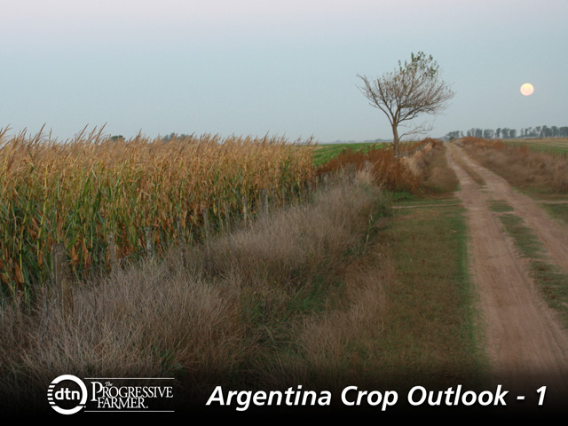 Planting corn such as this in Venado Tuerto in Argentina is a risky business in 2013. (DTN photo by Alastair Stewart)