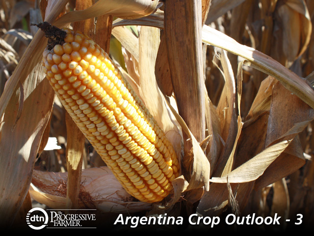 Late corn looks healthy on Adecoagro&#039;s farm in Christophersen, Santa Fe. Argentina&#039;s corn crop weathered extreme conditions well this season. (DTN photo by Alastair Stewart)