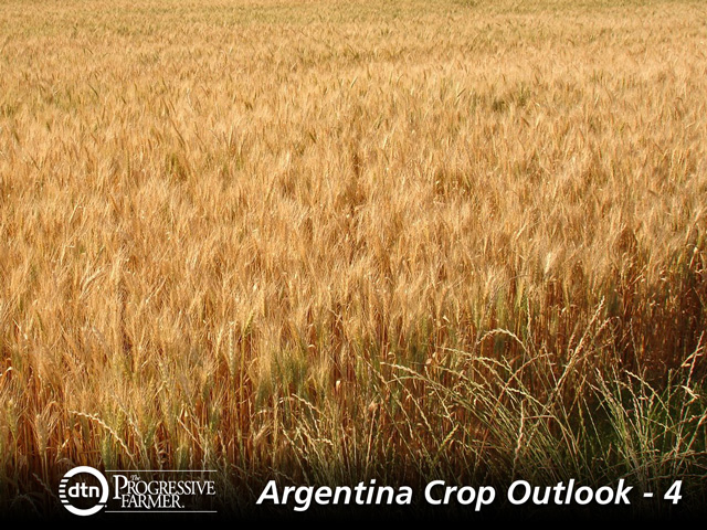 Wheat acreage may grow in Argentina but will remain a third or more below levels recorded between 1996 and 2006. (DTN file photo by Kieran Gartlan)