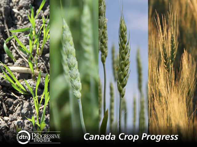 Fifty-two percent of the 2015 crop is combined and 30% is swathed or ready to straight-cut, according to Saskatchewan Agriculture&#039;s weekly Crop Report.