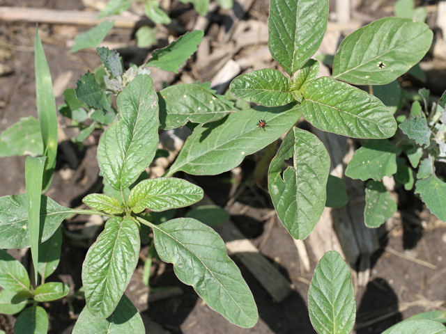 Waterhemp is already making a run on corn as farmers struggle to get into the field to make timely herbicide applications. (DTN photo by Pamela Smith)
