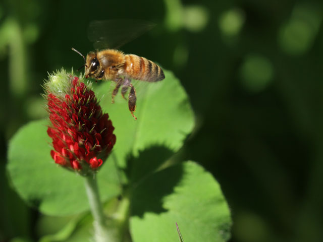 Honey bees have lost foraging sites as farms have consolidated and corn and soybeans have covered the landscape. More plantings of things like crimson clover are being encouraged (DTN photo by Pamela Smith)
