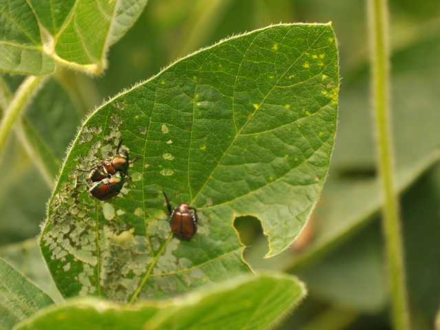 Growers can cut insect control costs in 2015 by waiting until pests like the Japanese beetle reach high economic threshold levels before spraying. (DTN photo by Greg Horstmeier)