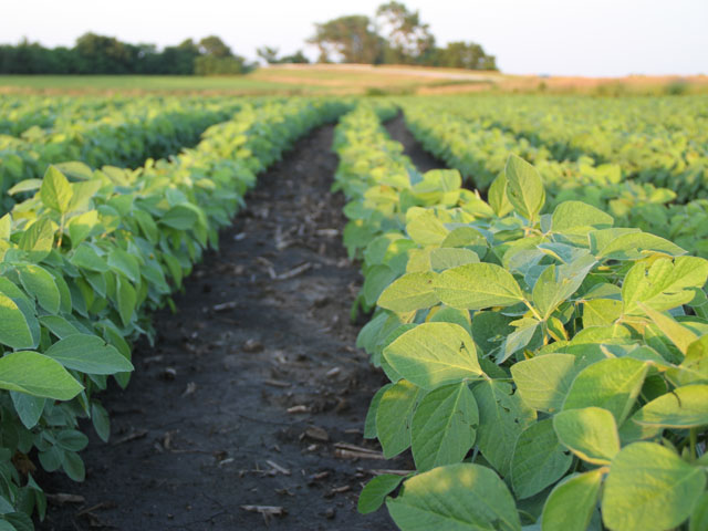 Some Midwestern growers are considering planting soybeans back to back, but experts warn that the practice brings risks, such as increased populations of soybean cyst nematode. (DTN photo by Pamela Smith)