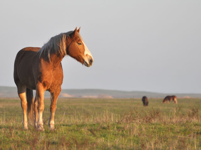 Several groups are challenging USDA inspection permits issued to horse slaughter plants using environmental arguments. (DTN file photo by Chris Clayton)