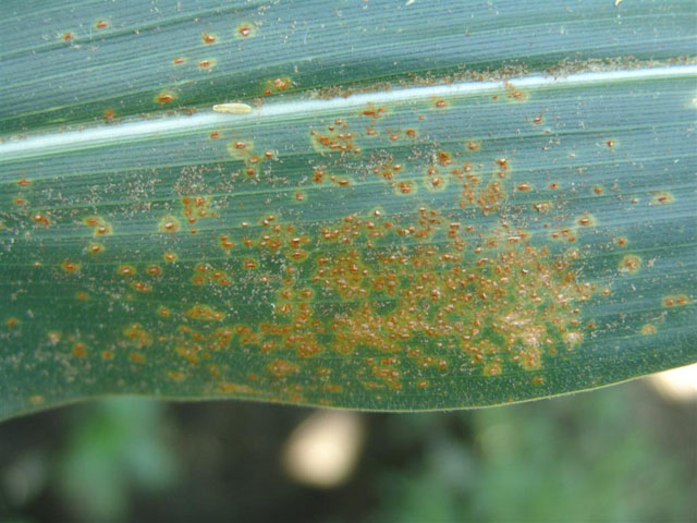 Small, yellow-orange pustules of southern rust on an infected corn leaf. (Photo courtesy of Tamra Jackson, University of Nebraska-Lincoln)