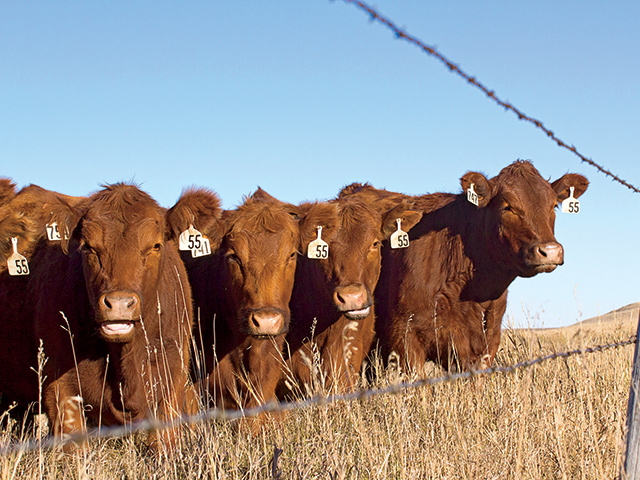 Nothing more than a barbed-wire fence stands between most ranchers and a herd health disaster. Watch out for these three diseases as they become more widespread. (DTN/Progressive Farmer photo by Sam Wirzba)