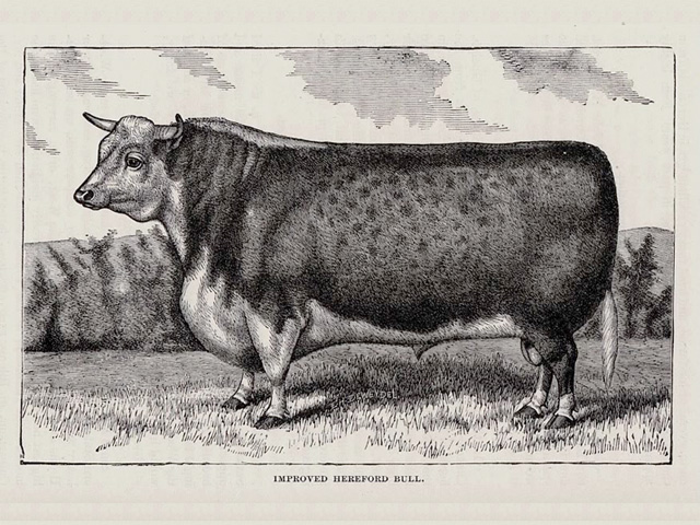 Encouraging growth in beef cattle to meet market demands is nothing new. Back in the day of extreme tallow needs for producing candles, cattlemen proudly produced "fat" animals. 