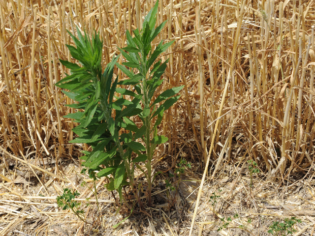 A harvested field is the perfect place for marestail to crop up. Fall is a good time to get a handle on this growing problem. (DTN photo by Pamela Smith)