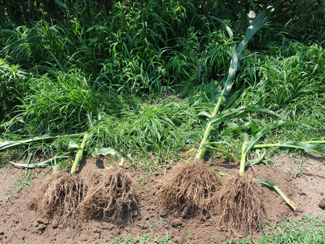 Hybrids with Bt traits for rootworm resistance develop more intact roots and a greater root mass than their non-resistant counterparts. The plants are more efficient at probing the soil for nutrients and therefore may require additional fertility to replenish the soil. (DTN photo by Pamela Smith) 