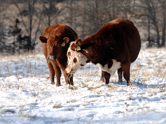 In the winter, a heavy winter coat can protect cattle down to about 20 degrees Fahrenheit or lower. (DTN/The Progressive Farmer file photo by Jim Patrico)