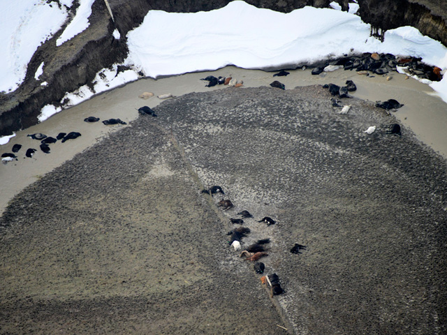 This is an aerial view of cattle killed by the Atlas Blizzard in South Dakota on Oct. 10, 2013. (Civil Air Patrol photo by David Small)