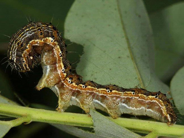 A new USDA document sets scouting, trapping, and regulation guidelines for the possible invasion of the Helicoverpa armigera caterpillar, pictured above. (Photo courtesy Gyorgy Csoka/Hungary Forest Research Institute, via Creative Commons)