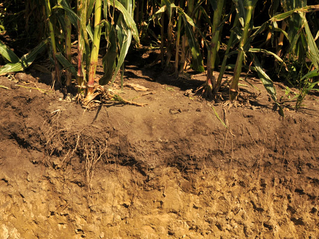 What&#039;s in your soil? (Photo by Jodi DeJong-Hughes, University of Minnesota)