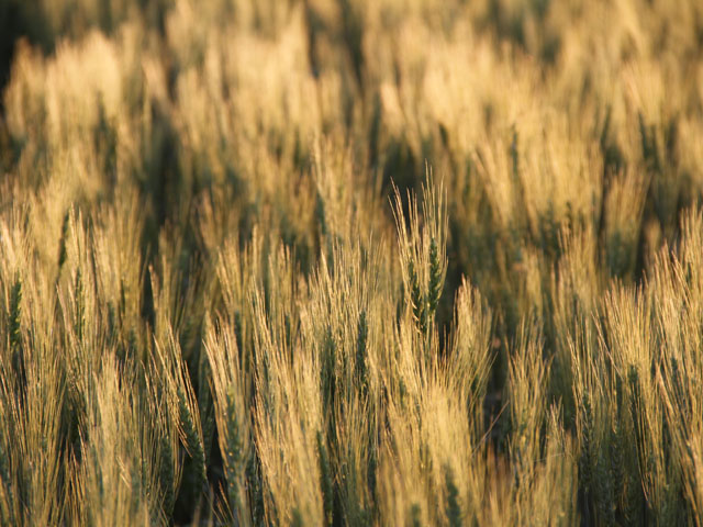 Projected returns for wheat and durum are $25 and $4 per tonne lower (DTN photo by Elaine Shein)