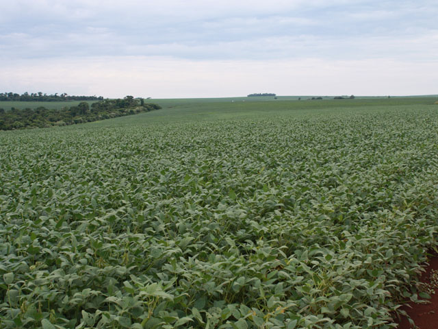 Brazil planted 79 million acres of soybeans in 2014-15, marking the eighth consecutive year of expansion during which area jumped 54%. (DTN file photo by Alastair Stewart)