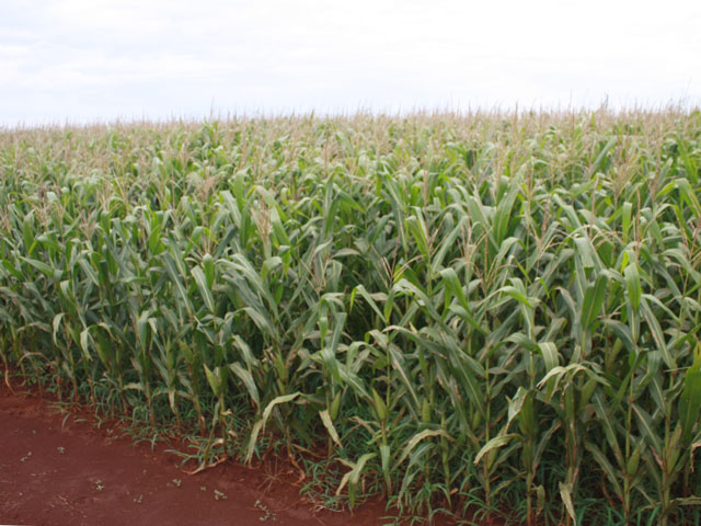 Summer corn in Campo Mourao, Parana in Brazil. (DTN photo by Alastair Stewart)