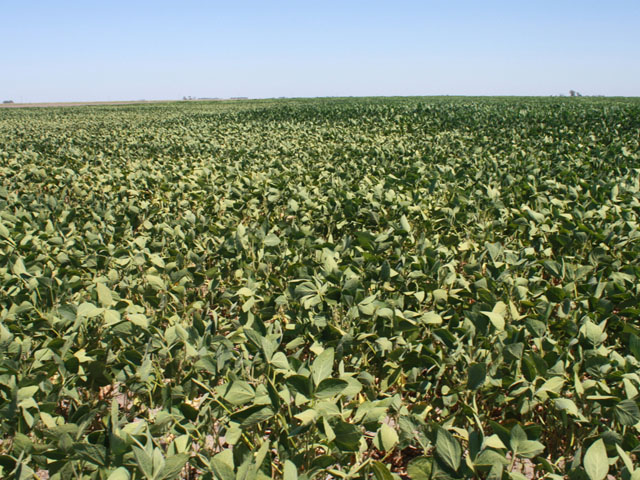 Early planted Argentine soybeans and corn in many key-producing regions are suffering amid dry conditions and very high temperatures. (DTN file photo by Alastair Stewart)