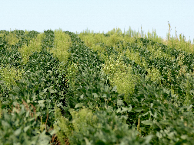 Marestail in a soybean field. Farmers attack weeds, but if weeds develop resistance to herbicides, those weeds can take over a field. (DTN file photo by Jim Patrico)