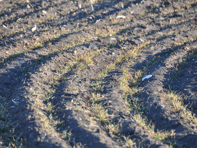 Reports of cut worms, wheat turning blue, and winterkilled wheat fields surfaced this past week in Kansas, as the state&#039;s wheat crop waits for more moisture. (DTN file photo by Emily Unglesbee)