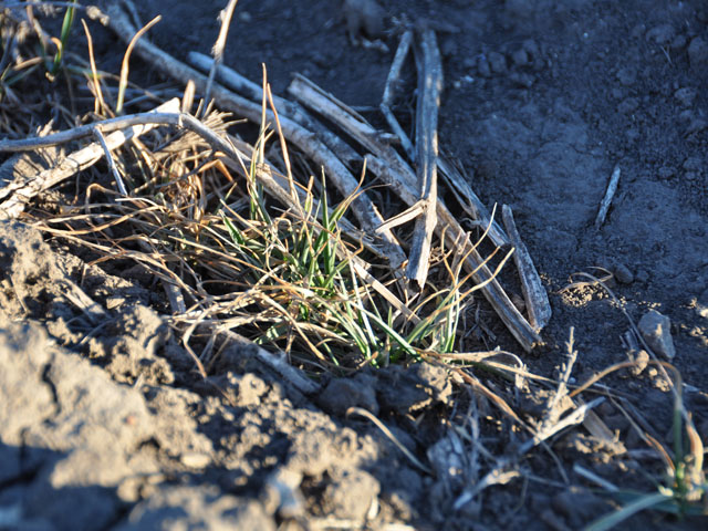 The dormant winter wheat crop was rated in mostly fair to good condition in December, according to crop progress and condition reports issued by some states on Monday. (DTN file photo by Emily Unglesbee)  