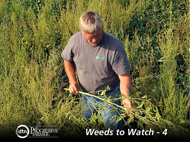 Waterhemp worries have Kenny Wells hoping new trait technologies will show up soon to help fight weeds resistant to popular herbicides. (DTN/The Progressive Farmer photo by Jim Patrico)